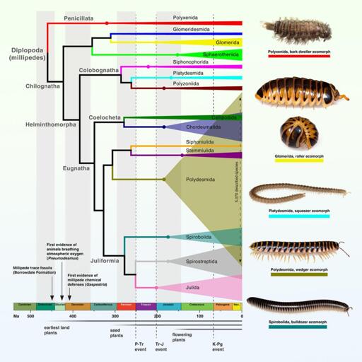 Ad oggi, sono state descritte 14.232 specie di millepiedi, e almeno altrettante aspettano ancora di essere scoperte.