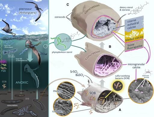 Grice e colleghi integrano analisi geochimiche organiche con imaging minerale ad alta risoluzione di una falange alare di pterosauro del Cretaceo conservata tridimensionalmente, proveniente dal Brasile, per rivelare biomarcatori steroidei e percorsi di mineralizzazione a più stadi alla base della sua conservazione.