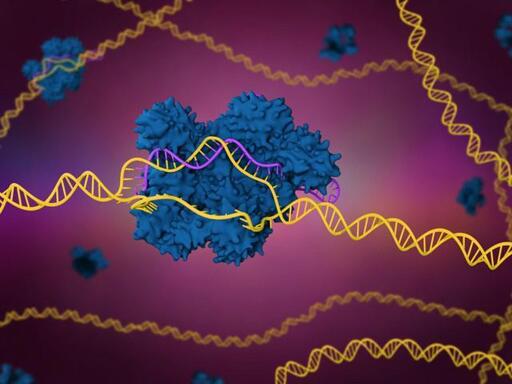 C'è un gene che funziona come freno contro il cancro: si chiama p53, ed è rotto in quasi la metà dei tumori. Nessun farmaco è riuscito a colpirlo in trent'anni. Un CRISPR di Berkeley riconosce le cellule malate dalla firma genetica e le distrugge senza toccare quelle sane. Ancora in laboratorio, ma è la prima volta che funziona su questo bersaglio.
