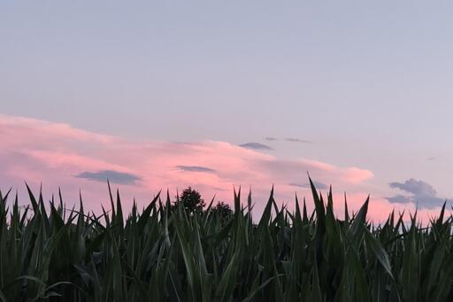 campo di mais all'imbrunire