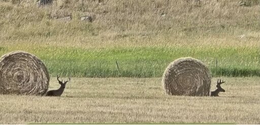 Two spiraled bails of hay with a deer lying next to each, making them resemble two snails.