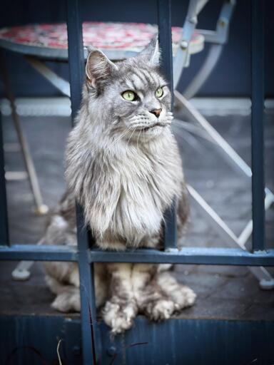 Gatto grigio con occhi verdi che guarda attraverso un balcone, in un ambiente esterno.