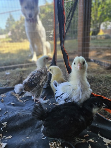 A white dog staring down 4 multi colored chicks