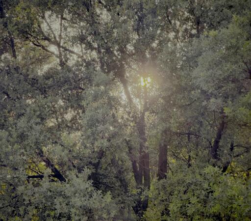 Sole tra gli alberi, luce calda e brillante filtrata tra le foglie verdi.